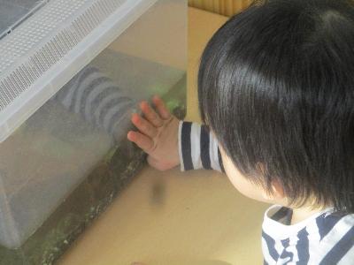 亀をみる