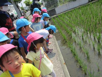 田んぼを見る4,5歳児