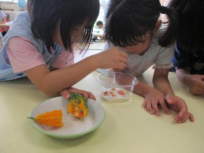 5歳児が育てているゴーヤの種も水の中に入れて育てることにしました