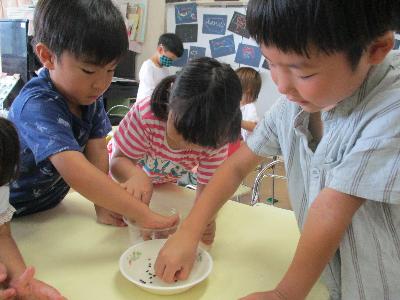 5歳児がスイカの種を水に入れています