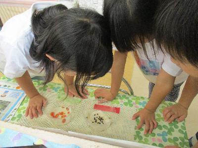 5歳児がスイカとゴーヤの種を観察しています