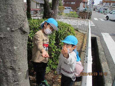 木の実を見つける4歳児