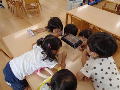 バッタ観察2