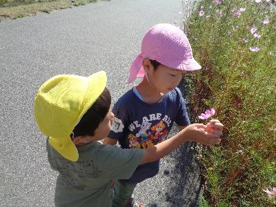 コスモスを見る4歳児、3歳児