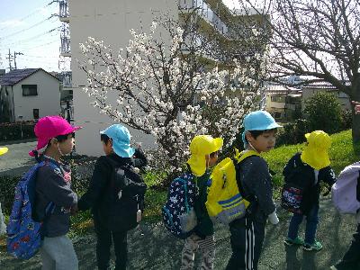 桜1