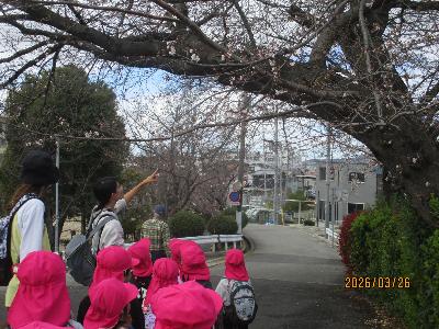 桜3