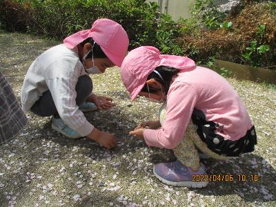 桜の花びらを拾っている子ども