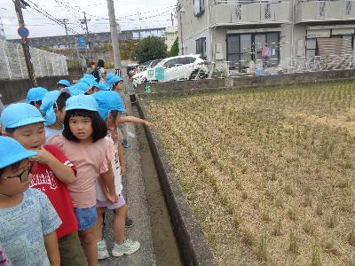 田んぼを見る子ども