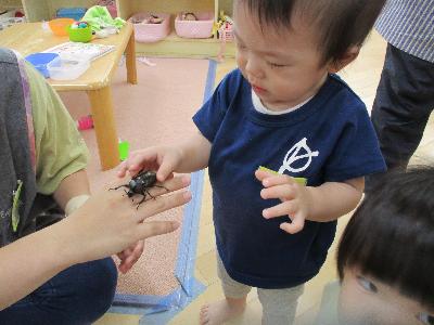 カブトムシに触れる0歳児