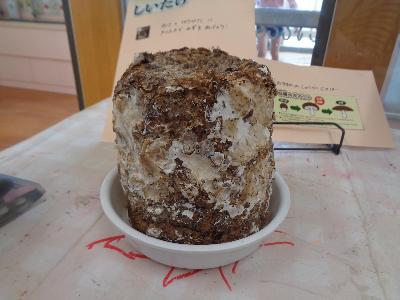 きのこ菌床
