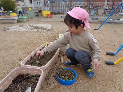 雑草抜きをする子ども