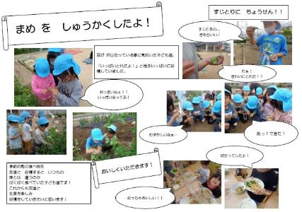 豆を収穫する子どもたち