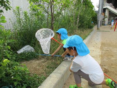 虫網で虫取り
