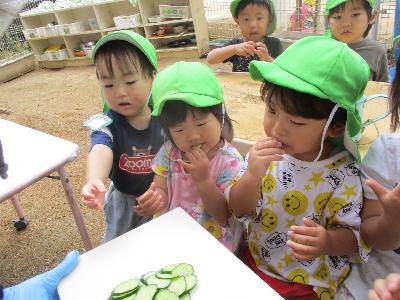きゅうりを食べる子ども