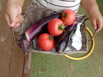 採れた野菜