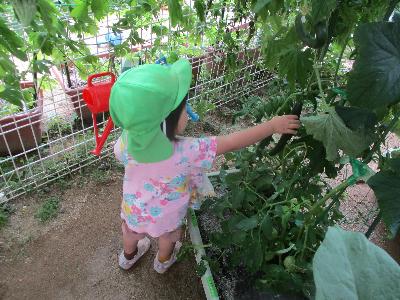 野菜を触る子ども