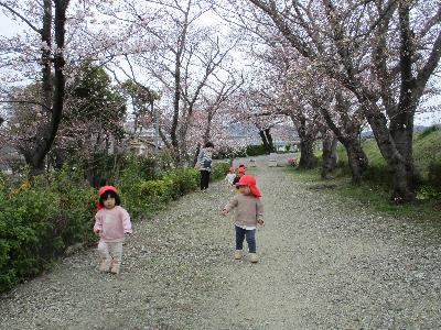桜並木を歩く0歳児。