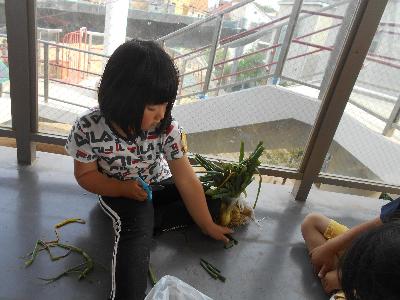 玉ねぎ収穫2