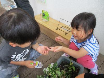 ツマグロヒョウモンの幼虫
