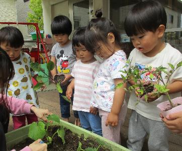 野菜を植えている様子を見る子ども