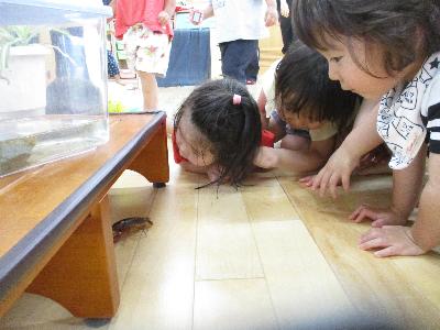 ザリガニまって
