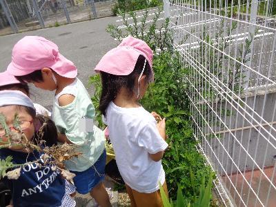 ヨモギを収穫しています