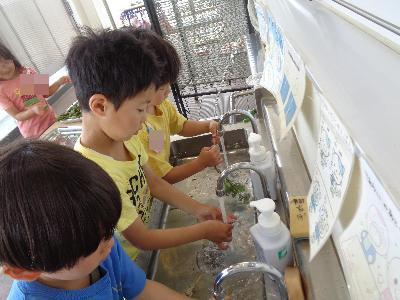 収穫したヨモギを洗っています