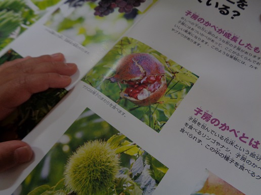 図鑑の中のザクロ。