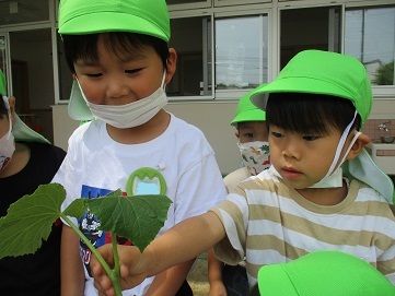 夏野菜