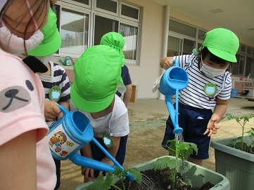 夏野菜