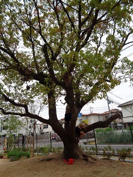 大きな木