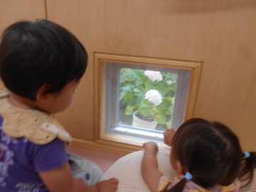 小窓からアジサイを見る１歳児の子ども
