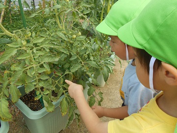 野菜４