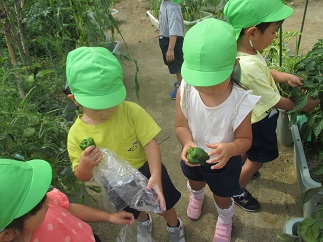 野菜5
