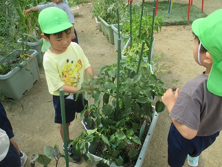 野菜６