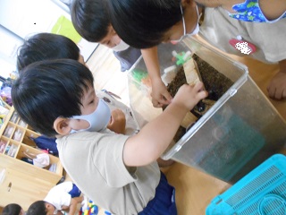かぶとむし5