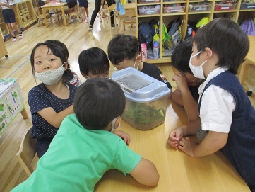 バッタを見る子どもたち