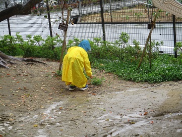 雨の日のバッタのエサ取り