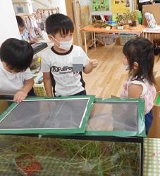 虫の持ち方を伝える