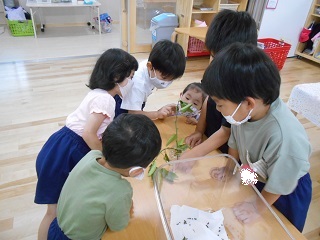 みんなで青虫を見る