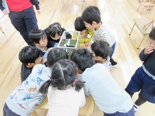めだか１