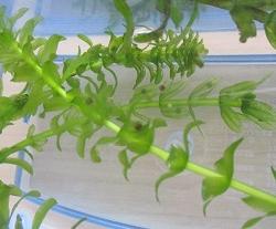 生き物９