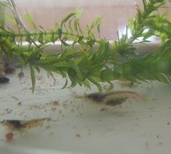 生き物10
