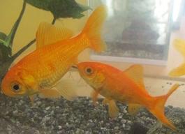 生き物３