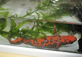 生き物９