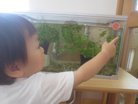 メダカ見つけた