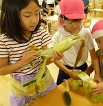 トウモロコシ