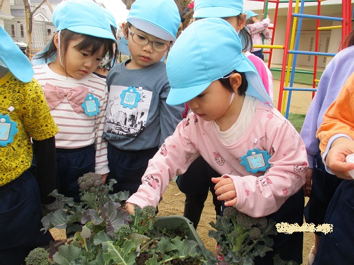 野菜１