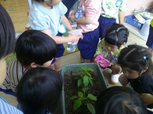野菜2