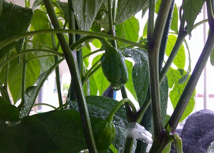 野菜4